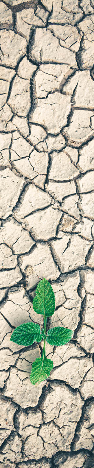 Growth of trees in drought crisis, Living with tree drought.