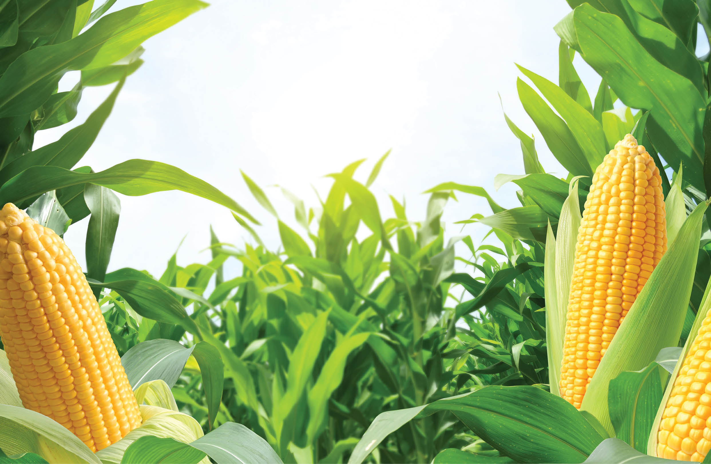 Corn cobs in corn plantation field.