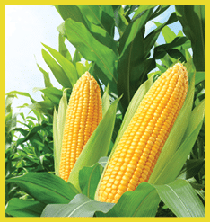 Corn cobs in corn plantation field.