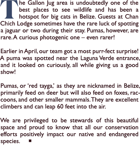 The Gallon Jug area is undoubtedly one of the best places to see wildlife and has been a hotspot for big cats in Beli...