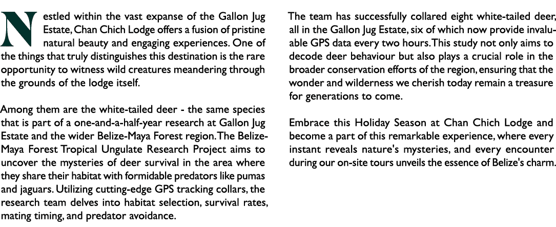 Nestled within the vast expanse of the Gallon Jug Estate, Chan Chich Lodge offers a fusion of pristine natural beauty...